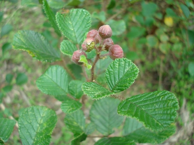 Cây Ngấy lá tim ngược. Rubus obcordatus - Cây Thuốc Nam Quanh Ta